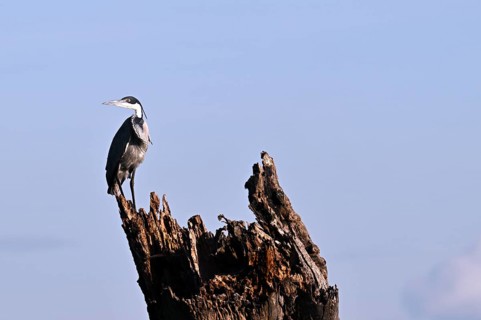 Black-headed heron (Ardea melanocephala), perched on dry tree, Serengeti National Park, Tanzania,