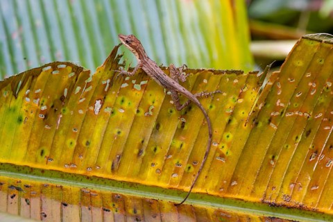 Anolis (Anolis) sitting on a leaf, Tortuguero National Park, Costa Rica, Central America