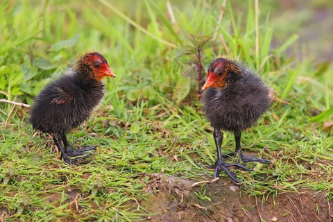 Eurasian Coot, coot rail, (Fulica atra), two chicks standing in a wet meadow, Ochsenmoor, spring,