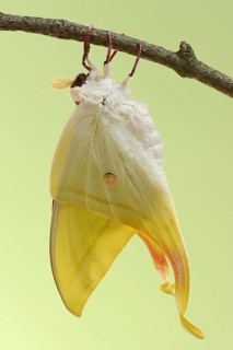 Indian luna moth (Actias selene), freshly hatched male, captive, occurrence in Asia