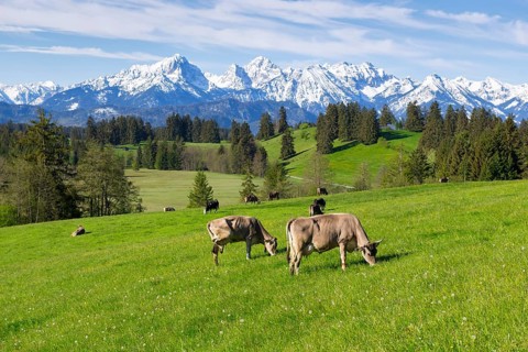 Dairy cows on a pasture, snow-covered mountains, hiking area, forest, trees, Allgaeu Alps, near