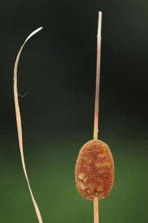 Small cattail or least bulrush (Typha minima), fruit stand, Austria, Europe