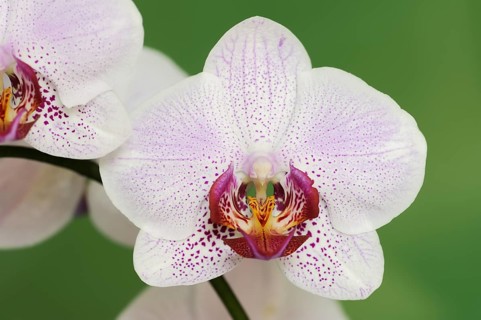 Butterfly orchid (Phalaenopsis), flower, houseplant, North Rhine-Westphalia, Germany, Europe