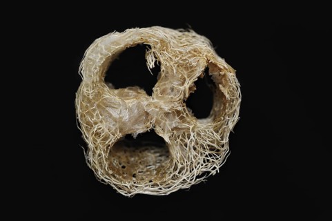 Sponge cucumber (Luffa aegyptiaca, Luffa cylindrica), fibrous interior of the ripe fruit, used as a