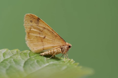 Scarce umber (Agriopis aurantiaria), male, North Rhine-Westphalia, Germany, Europe