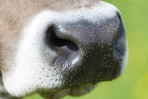 Snout of a cow, Allgaeuer Braunvieh, domestic cattle breed (Bos primigenius taurus), Allgaeu,