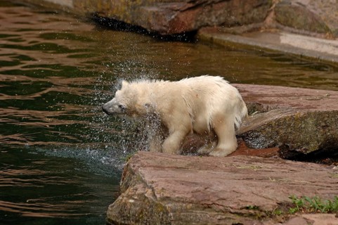 Small polar bear (Ursus maritimus) shaking itself dry, Nuremberg Zoo, Am Tiergarten 30, Nuremberg,