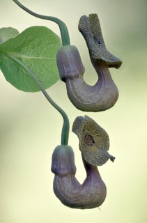 Dutchman's pipe (Aristolochia macrophylla), flowers, Emsland, Lower Saxony, Germany, Europe