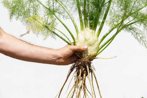 Arm of a man holding a fennel plant picked from his organic garden isolated on white background
