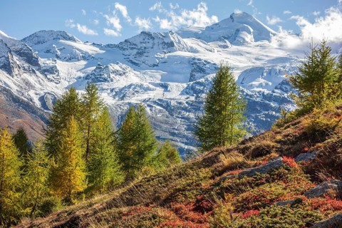 Snow-covered mountains in the background, colourful autumn trees in the foreground under a clear