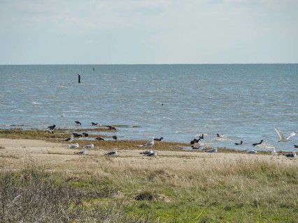 Beach scene at the sea with many birds and grey sky as well as cloudy sea horizon, dune and hiking