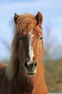 Icelander, Icelandic horse, Portrait