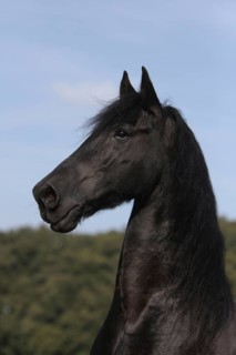 Friesian, Friesian horse