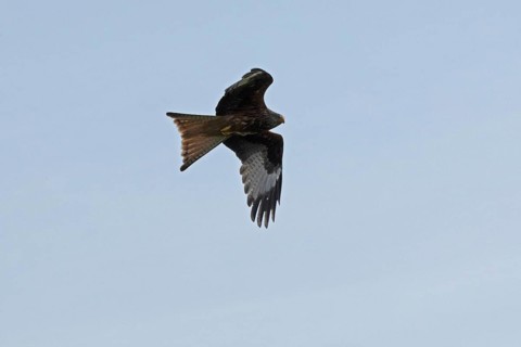 Red kite (Milvus milvus) in flight, Boizenburg, Mecklenburg-Western Pomerania, Germany, Europe
