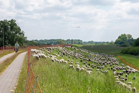 Sheep grazing on the dyke, cyclist, Elbe cycle path near Boizenburg, Mecklenburg-Western Pomerania,