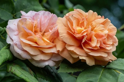 English shrub rose (Rosa Charles Austin), Emsland, Lower Saxony, Germany, Europe