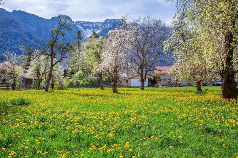Spring meadow with blossoming trees in the village in front of Hohe Kisten 1922m in the