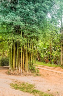 Young green bamboo trees stand next to walking path in Thai cultural village in Chiang Khan,