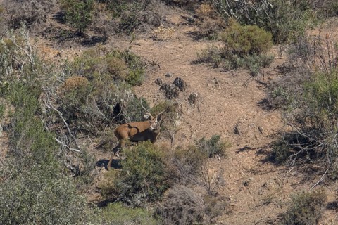 Deer (Cervidae), Monfraguee National Park, Extremadura, Castilla La Mancha, Spain, Europe