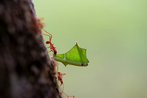 Leaf-cutter ant (Atta cephalotes) carrying a piece of leaf, rainforest, Tortuguero National Park,