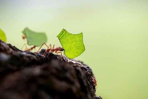 Leaf-cutter ant (Atta cephalotes) carrying a piece of leaf, rainforest, Tortuguero National Park,