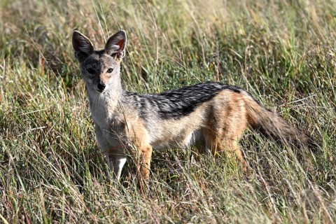 Black-backed Jackal (Canis mesomelas), Serengeti National Park, Tanzania, Africa