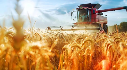 Combine harvester. collecting harvest of rye and wheat, Agriculture grain farming concept, AI