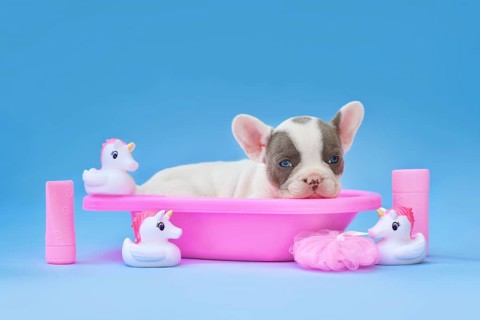 Cute pied French Bulldog dog puppy in pink bathtub with unicorn rubber ducks on blue background
