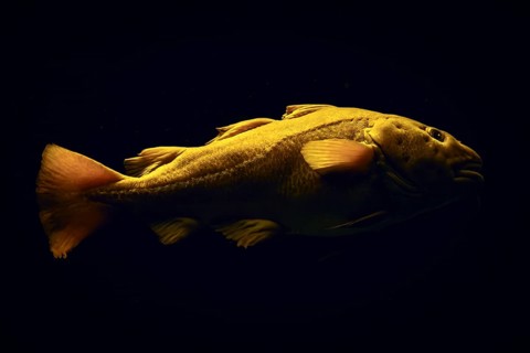Atlantic cod Gadus morhua fish in sea underwater