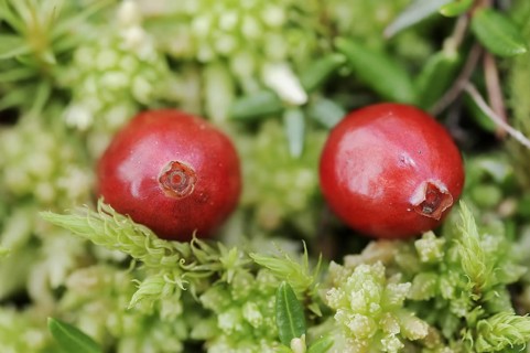 Small cranberry (Vaccinium oxycoccos, Oxycoccus palustris), berries, North Rhine-Westphalia,
