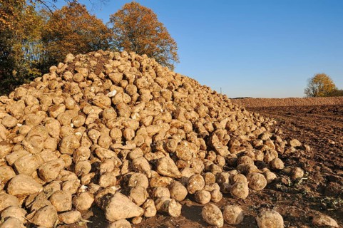 Harvested sugar beet (Beta vulgaris ssp. vulgaris var. altissima), sugar beet harvest,