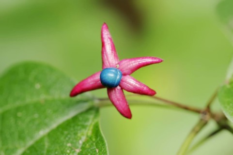 Japanese clerodendrum or Chinese clerodendrum (Clerodendrum trichotomum), fruiting stem, native to