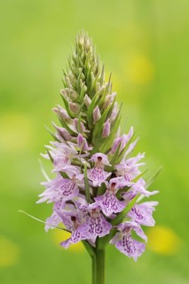 Moorland spotted orchid (Dactylorhiza maculata), North Rhine-Westphalia, Germany, Europe