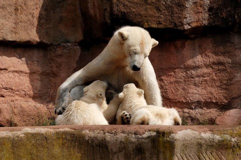 Polar bear mother suckling her two young polar bears, Ursus maritimus, Nuremberg Zoo, Am Tiergarten