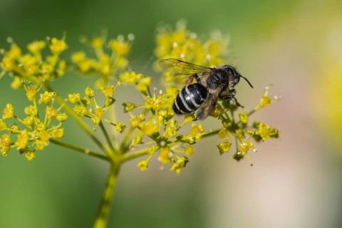 Honey bee (Apis mellifera) a Yellow umbel (Smyrnium perfoliatum), Emsland, Lower Saxony, Germany,