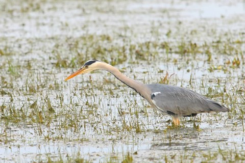 Grey heron (Ardea cinerea) foraging in wet meadow, spring, wildlife, Huede, Ochsen Moor, Duemmer