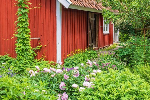 Idyllic red croft with a beautiful lush green flowering garden, Sweden, Europe