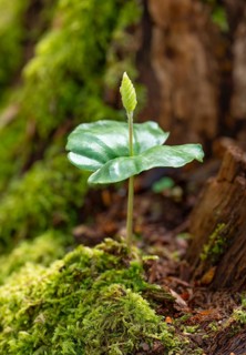 Beech seedling, copper beech (Fagus sylvatica) growing on dead wood, Hesse, Germany, Europe
