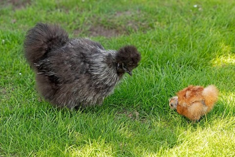 Silkie hen with chicks, Wittorf, Samtgemeinde Bardowick, Lower Saxony, Germany, Europe