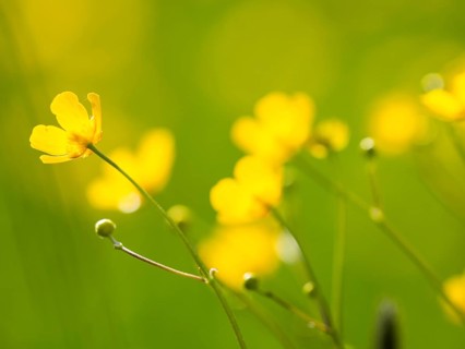 Meadow with tall buttercups (Ranunculus acris), buttercup, common buttercup, near Irdning, Ennstal,