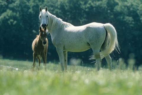 Arabian, horse, mare with foal