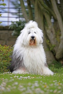 Bobtail, Old English Sheepdog