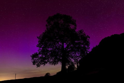 Silhouette of lime tree in front of aurora borealis, northern lights due to solar storm,