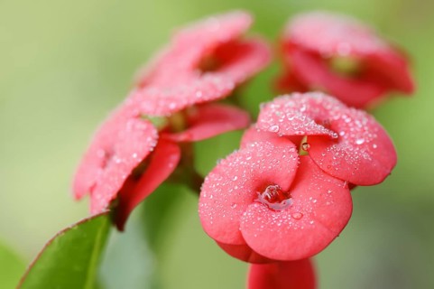 Crown of thorns (Euphorbia milii), flowers, native to Madagascar, ornamental plant, North