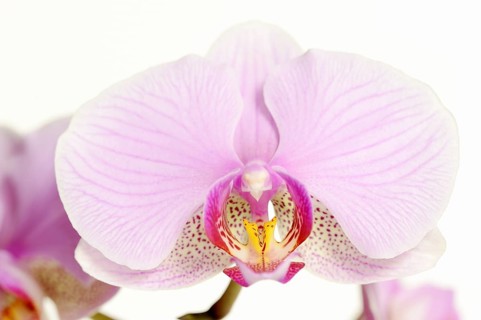 Butterfly orchid (Phalaenopsis), flower, houseplant, North Rhine-Westphalia, Germany, Europe