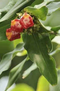 Ornamental ginger (Costus lucanusianus), flowers, native to Africa