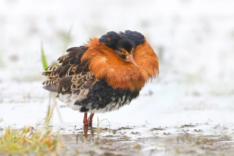 Ruff (Philomachus pugnax), adult male in splendour plumage, standing in wet meadow, snipe birds,
