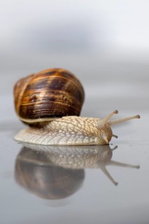 Vineyard snail (Helix pomatia) Reflection, water, crawling, Stuttgart, Baden-Wuerttemberg, Germany,