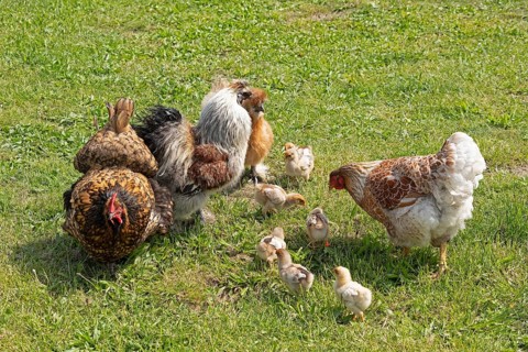 Pedigree hens, Orpington hen, silk hen cock, silk hen hen, Wyandotte hen, Wyandotte chick, Wittorf,