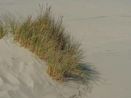 Close-up of grass growing on a sand dune by the sea, in a quiet coastal environment, beach and
